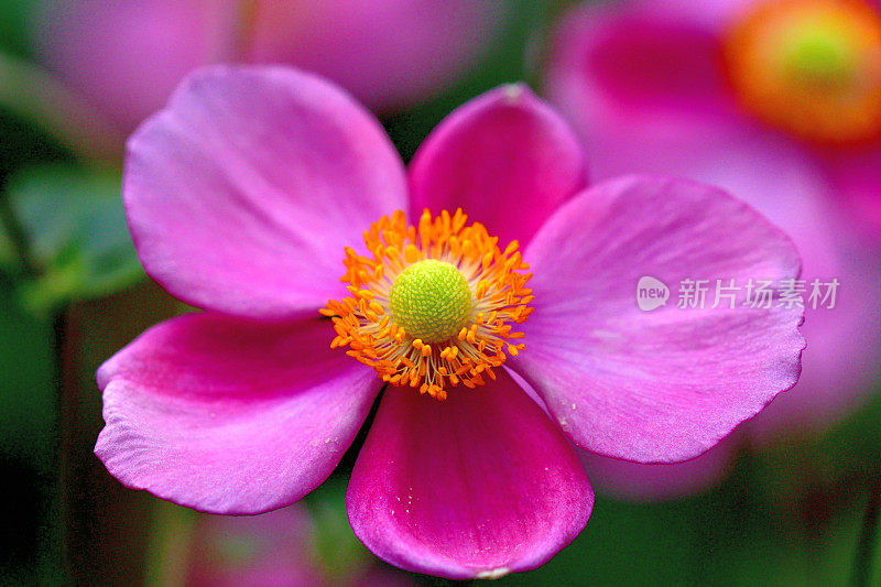 银莲花/日本银莲花花